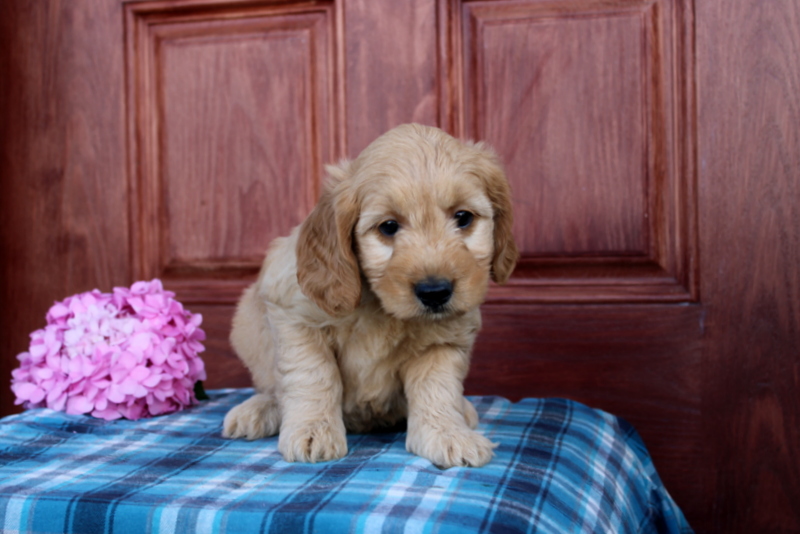 puppy, for, sale, Mini  Goldendoodle, Matthew B. Stoltzfus, dog, breeder, Gap, PA, dog-breeder, puppy-for-sale, forsale, nearby, find, puppyfind, locator, puppylocator, aca